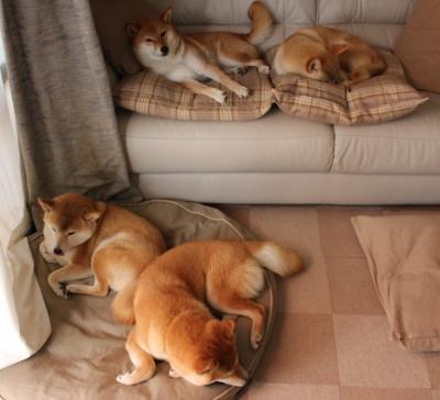 冰冷审判下的华丽演出,澳大利亚逆袭阿根廷,加克波于风暴中完成加冕