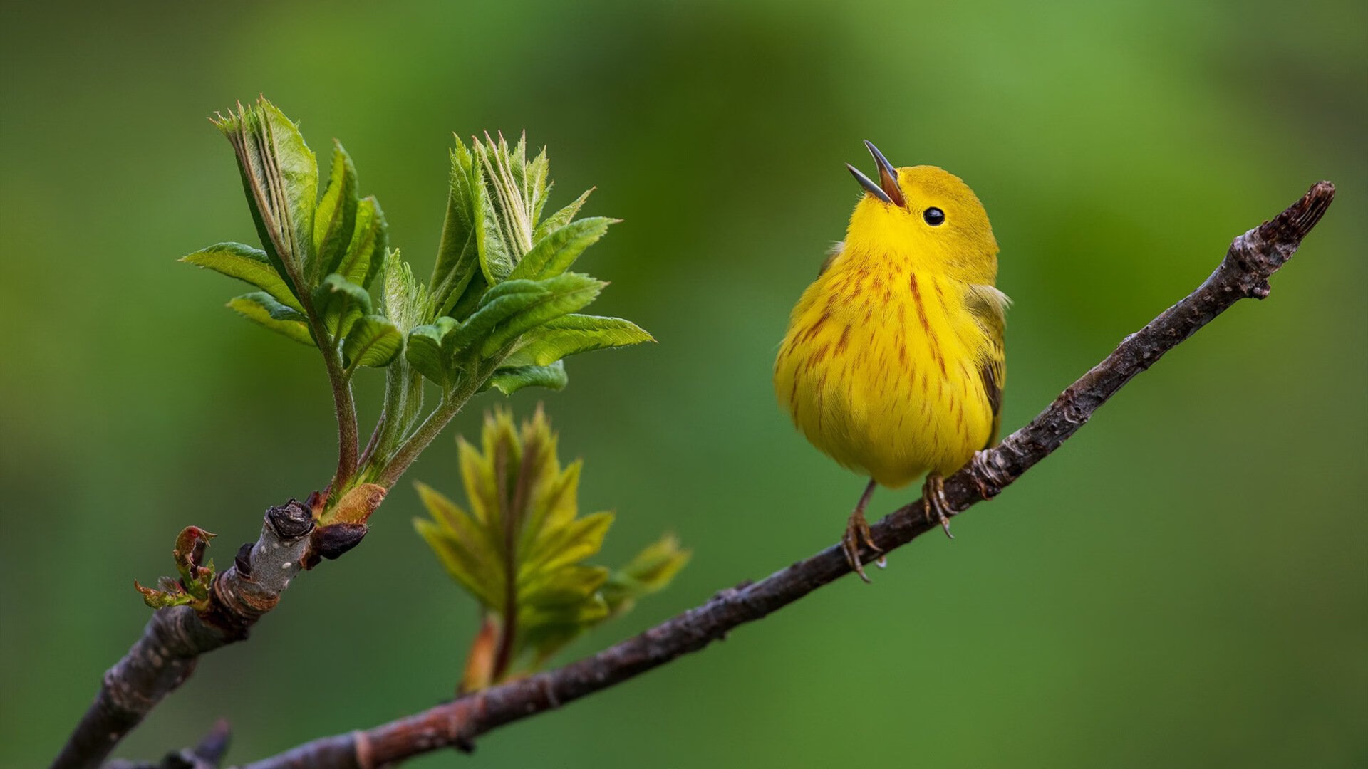 开云官网-C罗超神一战难救主！波兰守住胜局击退喀麦隆