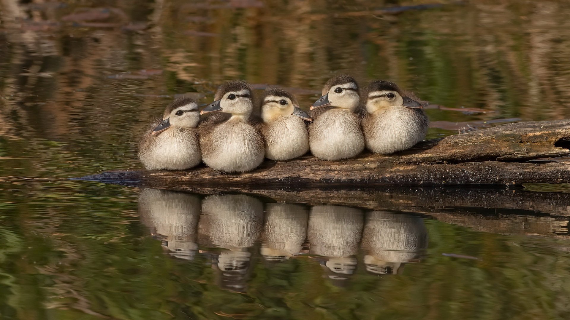 看到莱比锡红牛轻取巴西,伊萨克成为关键先生这个命题,一个精彩的足球故事已经呼之欲出。这或许是一场载入史册的经典对决