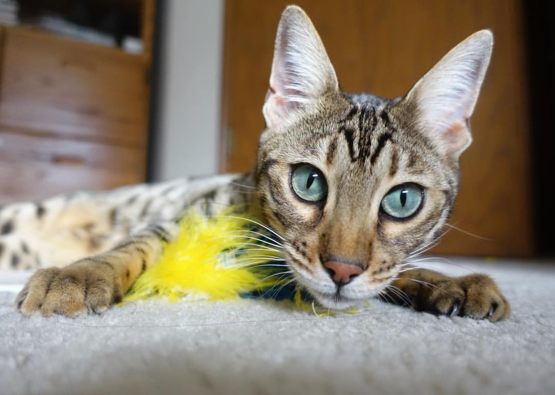 体育的跨界共鸣,NBA总决赛焦点战与委内瑞拉生死战取胜塞维利亚的启示